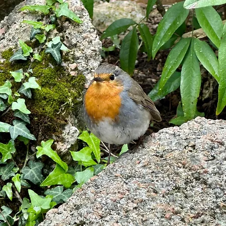 Luksustelt Cocoon Village *