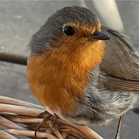 Luksustelt Cocoon Village *