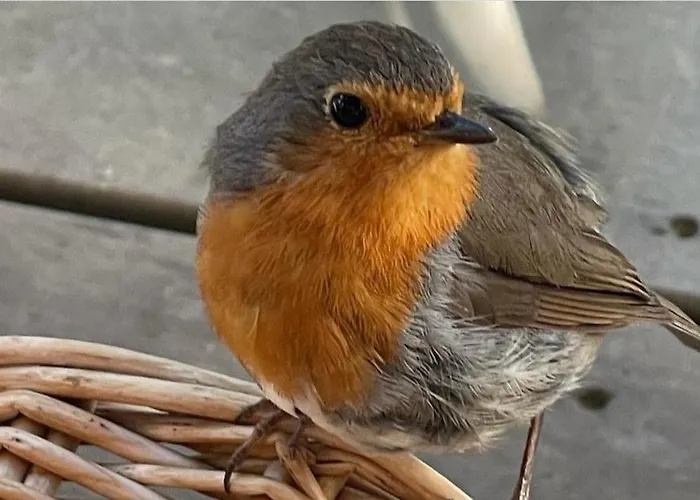 Tente de luxe Cocoon Village *